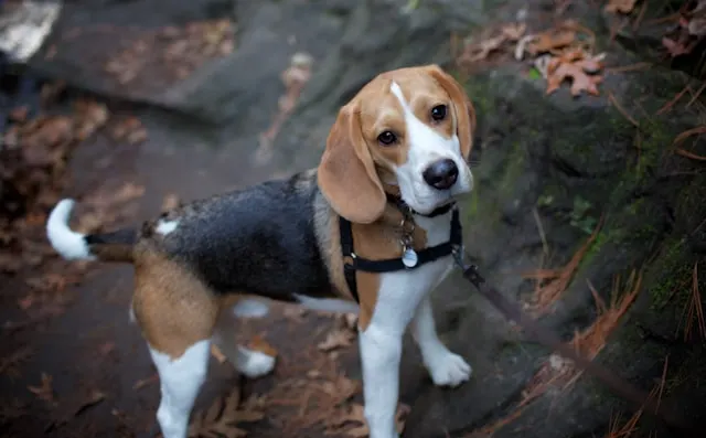 10 Best Dog Breeds for First-Time Owners in the USA 8 Beagle - best dog breeds for first-time owners in the USA