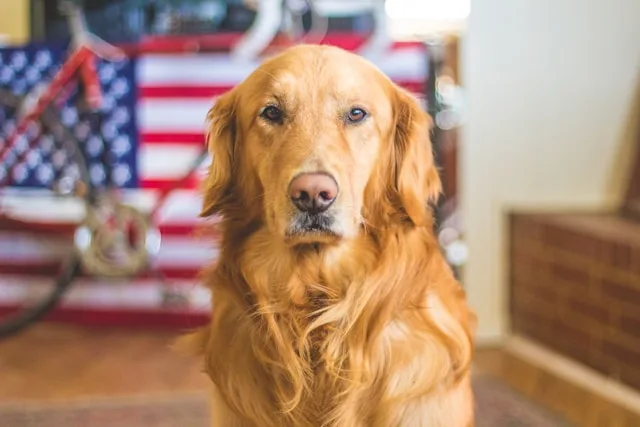 best dog accessories Amazon USA reviews for daily pet care