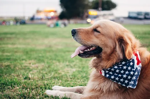 best dog products on Amazon USA for outdoor dog care and safety