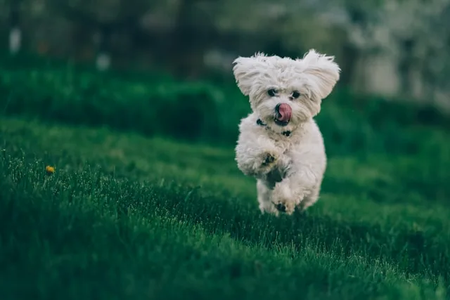 10 Best Dog Breeds for First-Time Owners in the USA 7 Bichon Frise - best dog breeds for first-time owners in the USA