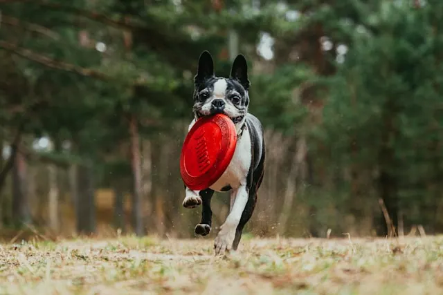 10 Best Dog Breeds for First-Time Owners in the USA 9 Boston Terrier - best dog breeds for first-time owners in the USA