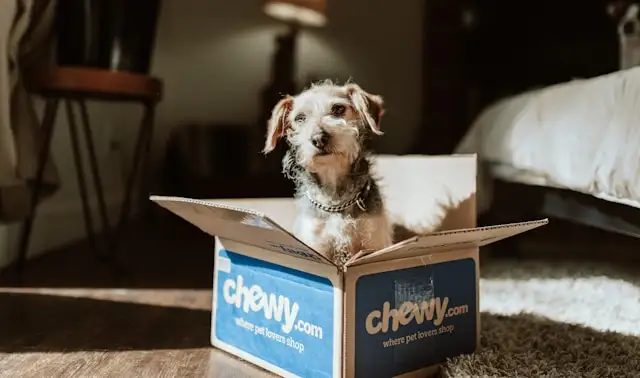 buy dog products online USA Amazon dog essentials and supplies