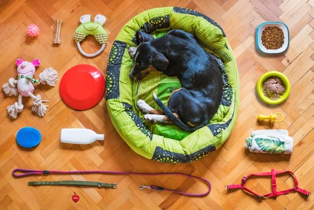 dog essentials best dog products on Amazon USA best price bed toys and accessories