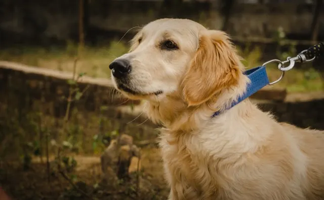 dog walking safety tips for owners using reflective gear at night