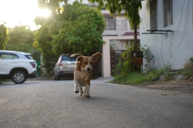 dog first aid kit for pet emergency preparedness for dogs