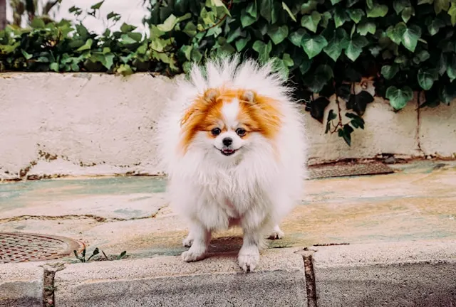 10 Best Dog Breeds for First-Time Owners in the USA 10 Papillon - best dog breeds for first-time owners in the USA
