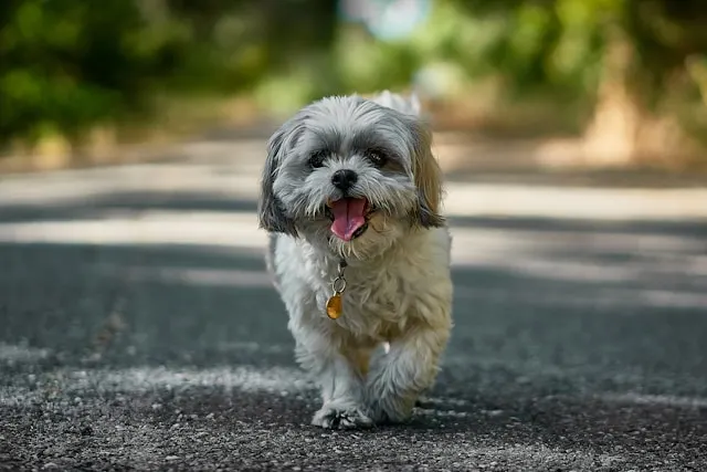 10 Best Dog Breeds for First-Time Owners in the USA 6 Shih Tzu - best dog breeds for first-time owners in the USA