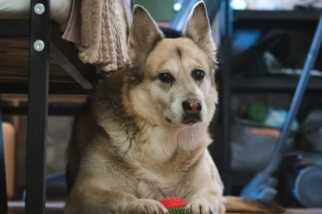 8 Best Senior Dog Care Tips for Healthy Aging Pets 2 home safety tips for senior dogs USA non slip flooring and safe space
