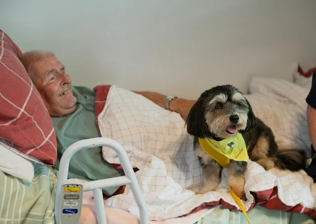 8 Best Senior Dog Care Tips for Healthy Aging Pets 5 diet plan for senior dogs USA healthy dog food bowl