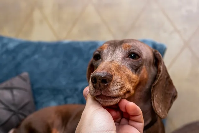 8 Best Senior Dog Care Tips for Healthy Aging Pets 3 grooming tips for senior dogs at home brushing elderly dog