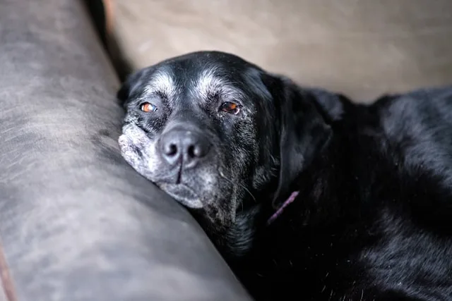 8 Best Senior Dog Care Tips for Healthy Aging Pets 4 how to improve mobility in senior dogs with support and exercise