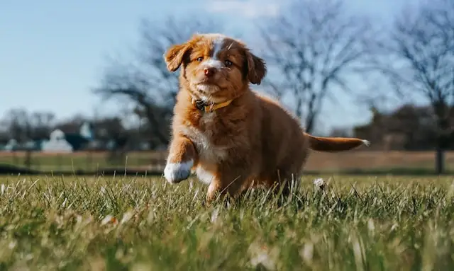 best chew toys for puppies USA during puppy biting stage