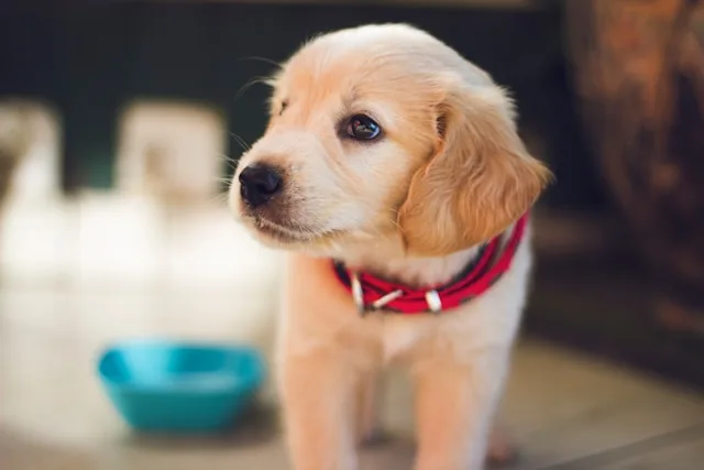 how to potty train puppy first 30 days outside routine