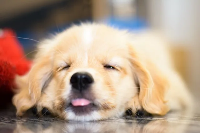puppy care first 30 days new puppy at home USA