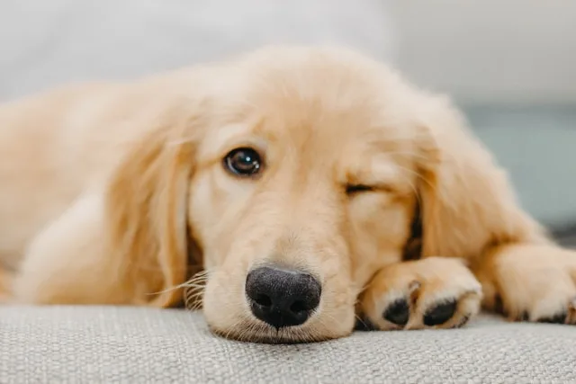 puppy feeding schedule first month USA healthy puppy meal
