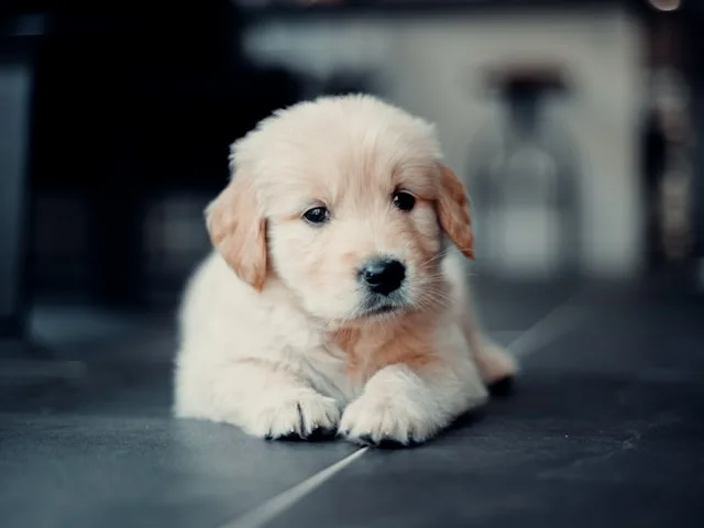 puppy training basics first 30 days guide with owner