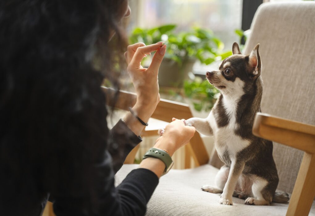 Signs your dog loves you - Paw Pearl