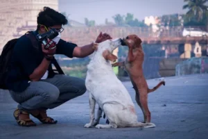 dog safety tips for owners with dog-proof living room setup