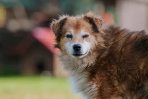 senior dog care tips for healthy aging dog at home