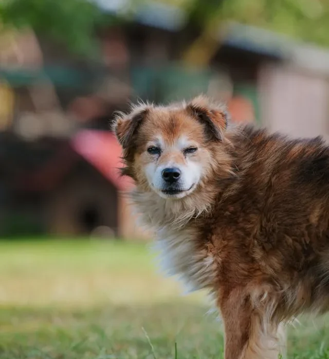 senior dog care tips for healthy aging dog at home