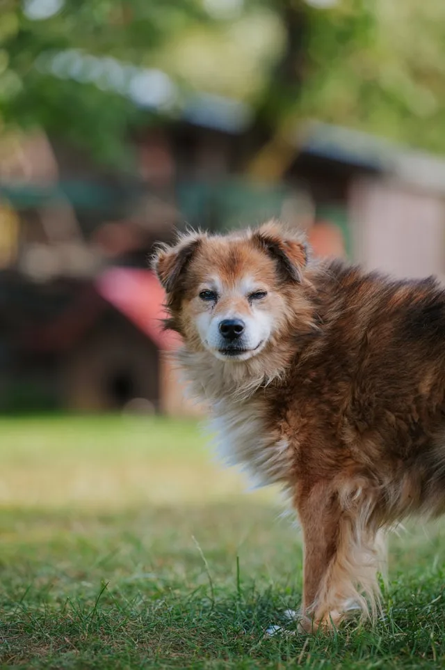 senior dog care tips for healthy aging dog at home